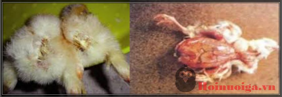 bệnh thương hàn ở gà