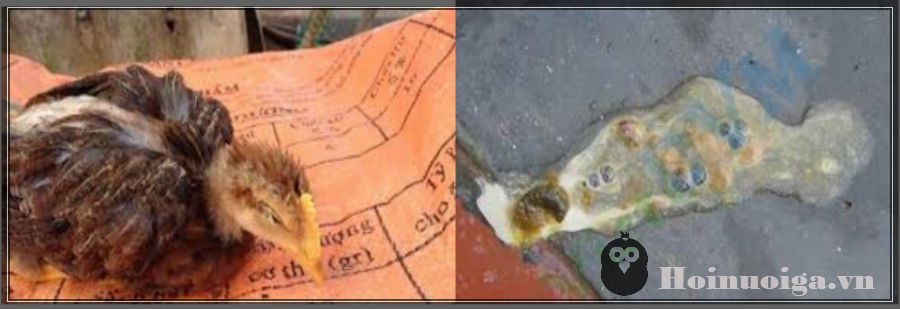 bệnh thương hàn ở gà