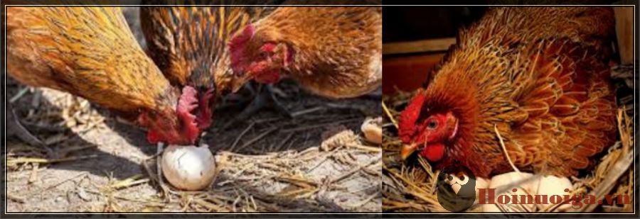 bệnh gà ăn trứng.