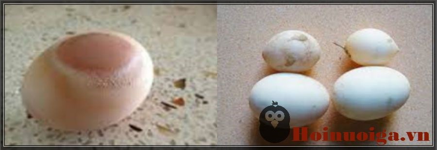 127a bệnh về trứng gà biến dị do thiếu chất