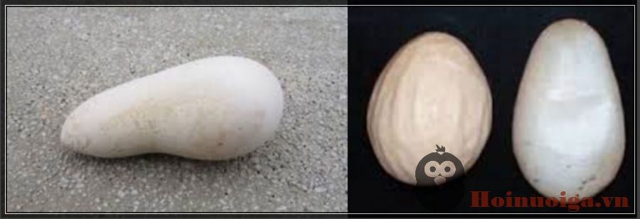 128a bệnh về trứng gà biến dị do thiếu chất