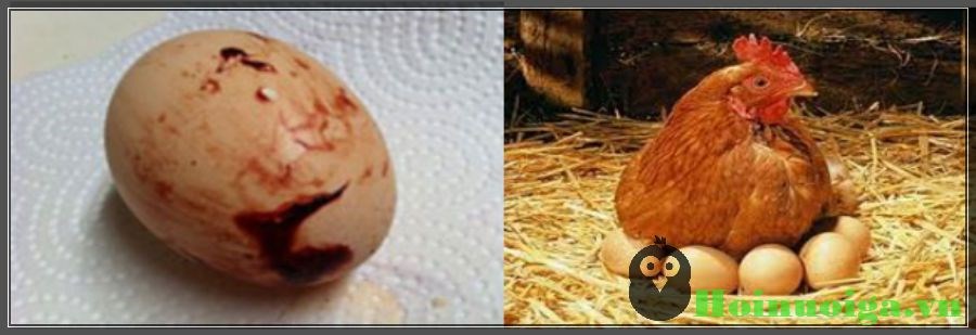 129a bệnh về trứng gà biến dị do thiếu chất