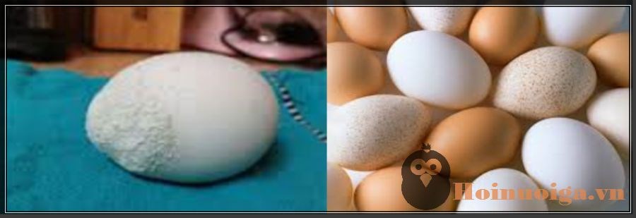 130a bệnh về trứng gà biến dị do thiếu chất