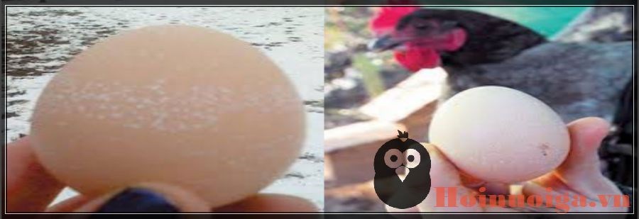 131a bệnh về trứng gà biến dị do thiếu chất