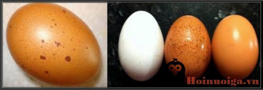 132a bệnh về trứng biến dị do thiếu chất