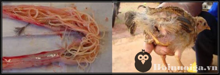 bệnh giun sán ở gà