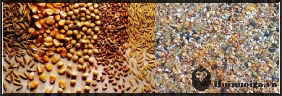 bệnh ngộ độc thức ăn ở gà