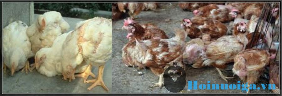 28-26d767df-e237-4ec2-8561-516b124698f5 bệnh thiếu Axit Folic ở gà.