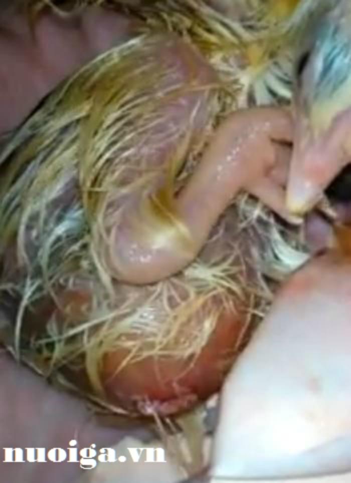 bệnh viêm rốn ở Gà con