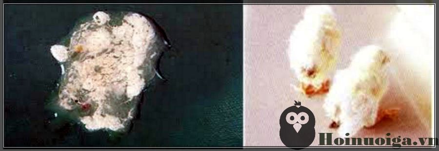 bệnh bạch lỵ ở gà