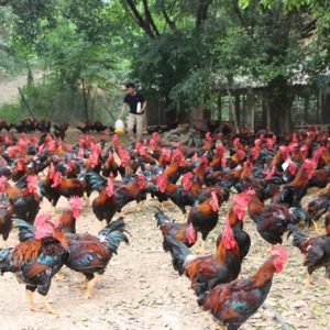 Kỹ Thuật Nuôi Gà Mía Và Bài Thuốc Thảo Dược Phòng Bệnh