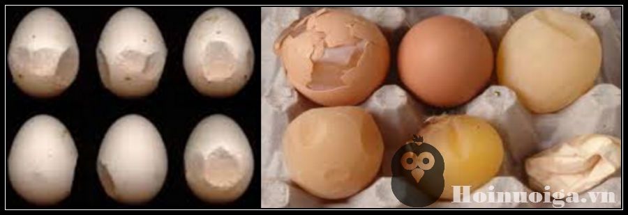 9a-78146866-823c-4b89-8a79-0f1d8e601ed7 bệnh về trứng