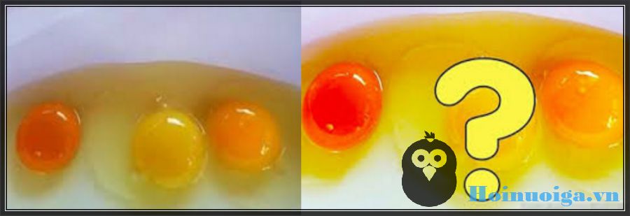 a2-97055ce2-2942-43bb-a8d3-4ad2fceda280 thiếu vitamin A ở gà