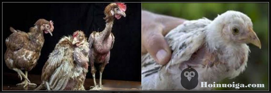 a8-7f7c18d7-c181-487e-91c4-b4fa25e53cd7 Bệnh thiếu vitamin B5 ở Gà