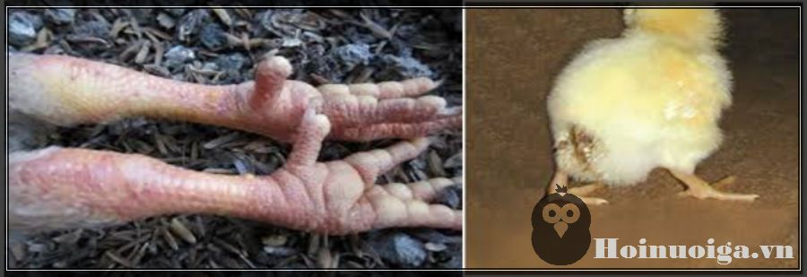 bệnh thiếu canxi photpho ở gà