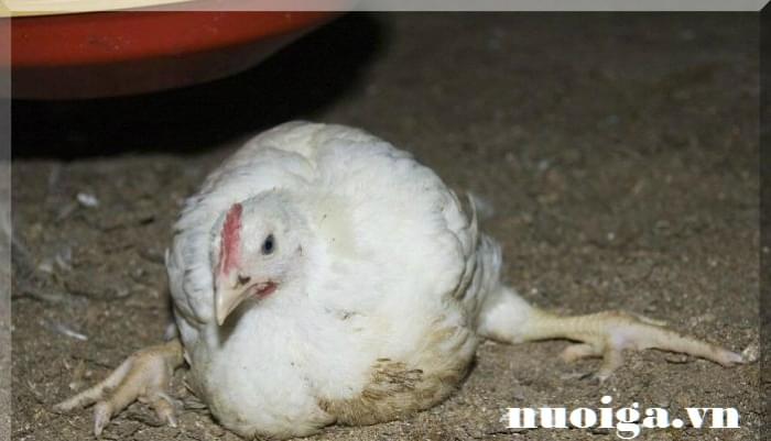 Bệnh thiếu Vitamin B12 ở gà