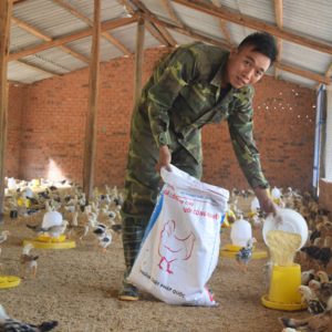 Bệnh IB trên gà( Bệnh viêm phế quản truyền nhiễm)