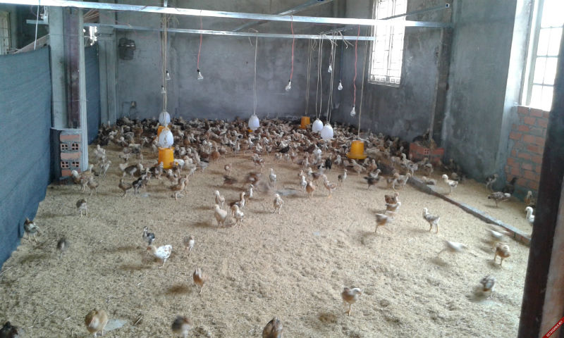 av5yqqm làm sạp đậu chuồng gà