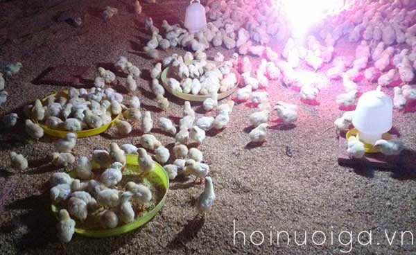 b2ap3-large-thieu-dinh-duong-tren-ga