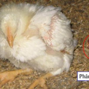 Bệnh Cầu Trùng ở Gà