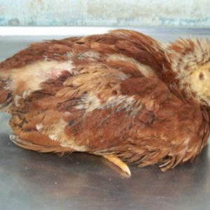 Bệnh Cầu Trùng ở Gà