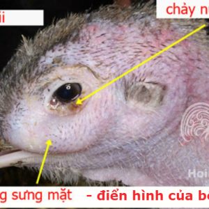 Bệnh CRD ở Gà ( Gà bị hen )