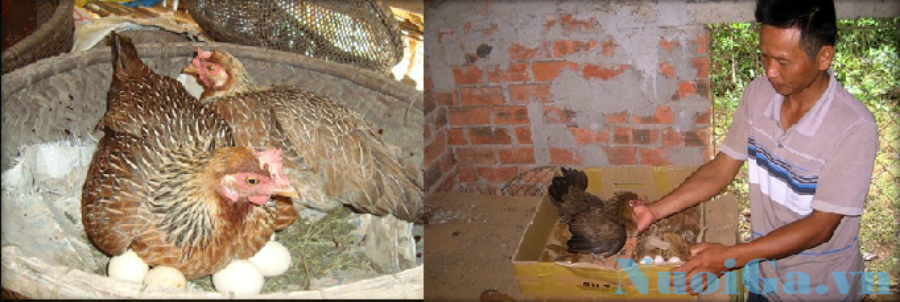 bệnh gà ăn trứng