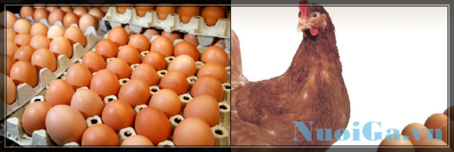 bệnh gà ăn trứng