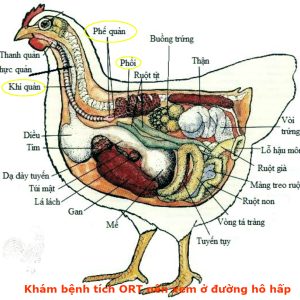 Bệnh ORT ( Bệnh Viêm Phổi ở Gà)