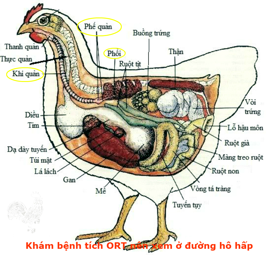 Bệnh ORT ( Bệnh Viêm Phổi ở Gà)