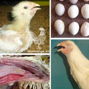 Bệnh IB ( Bệnh viêm phế quản truyền nhiễm)