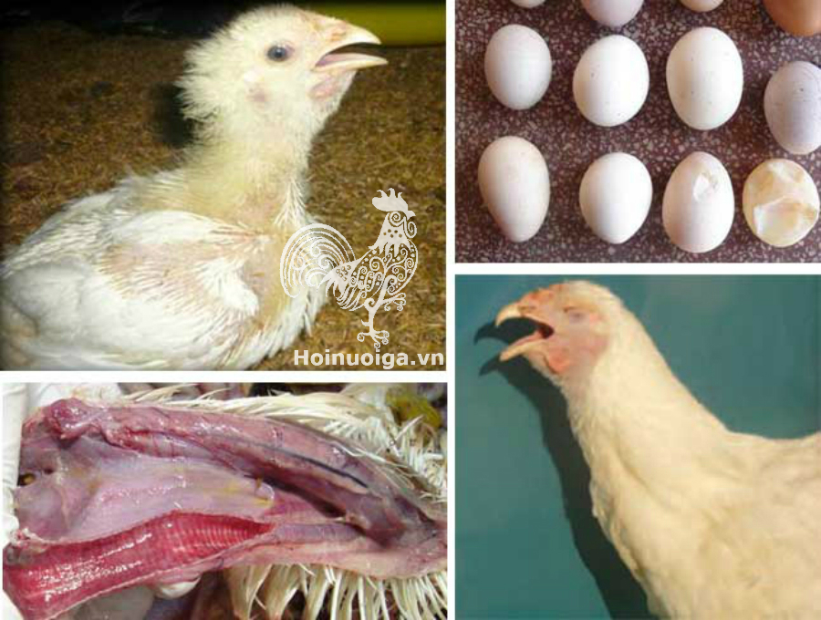 Bệnh IB ( Bệnh viêm phế quản truyền nhiễm)