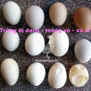 Bệnh IB ( Bệnh viêm phế quản truyền nhiễm)