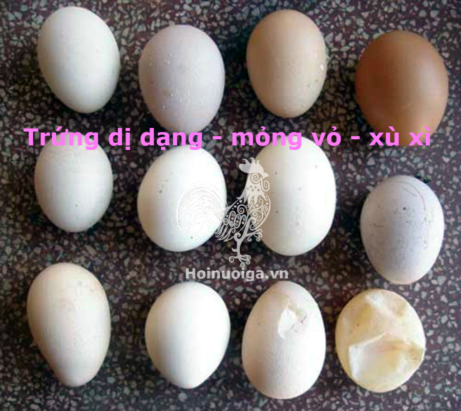 benh-ib-o-ga-62ac8b69-9098-42c6-9f17-038caf6db1be-2 bệnh ib ở gà và cách điều trị