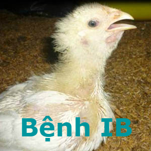 Bệnh IB ( Bệnh viêm phế quản truyền nhiễm)