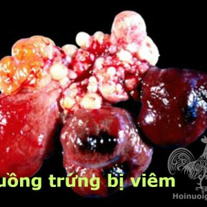 Bệnh IB trên gà( Bệnh viêm phế quản truyền nhiễm)