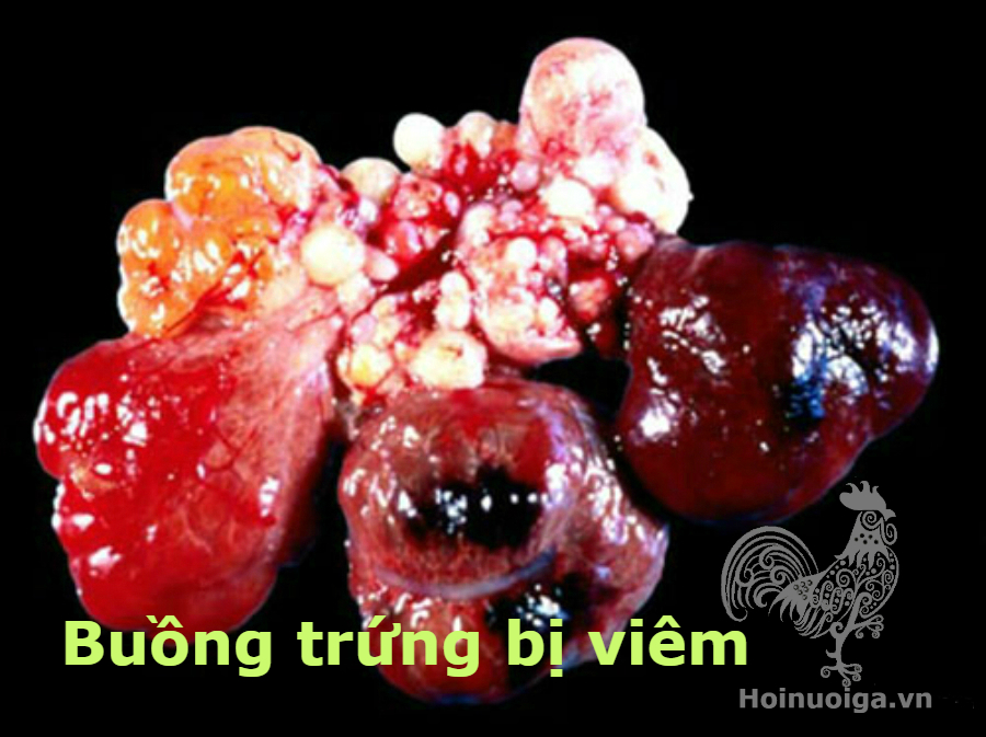 Bệnh IB trên gà( Bệnh viêm phế quản truyền nhiễm)