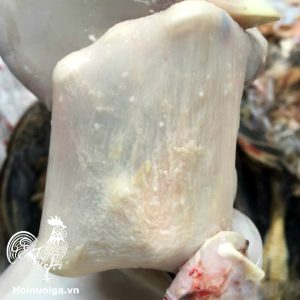 Bệnh Nấm ở Gà (Nấm diều)