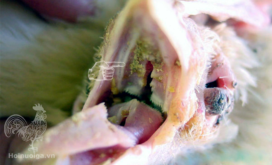 benh-nam-dieu-tren-ga-cach-dieu-tri bệnh nấm diều trên gà và cách điều trị hội nuôi gà việt nam hướng dẫn cách nuôi gà