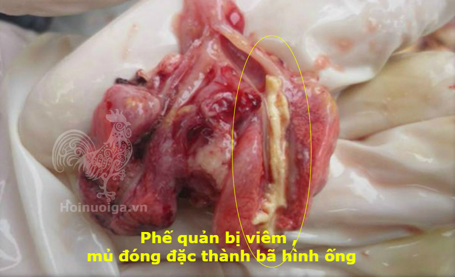 Bệnh ORT ( Bệnh Viêm Phổi ở Gà)