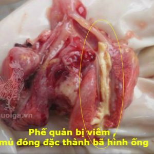 Cách nhận biết các bệnh của Gà !