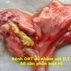 Bệnh ORT ( Bệnh Viêm Phổi ở Gà)