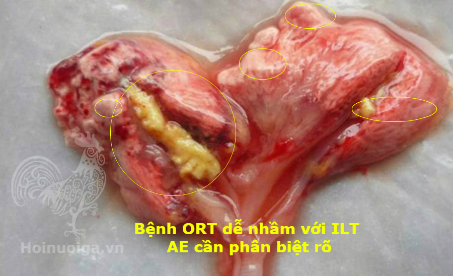 benh-ort-cuc-mu-viem-trong-phoi-3-3 gà bị bệnh ort