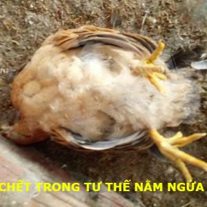 Bệnh ORT ( Bệnh Viêm Phổi ở Gà)