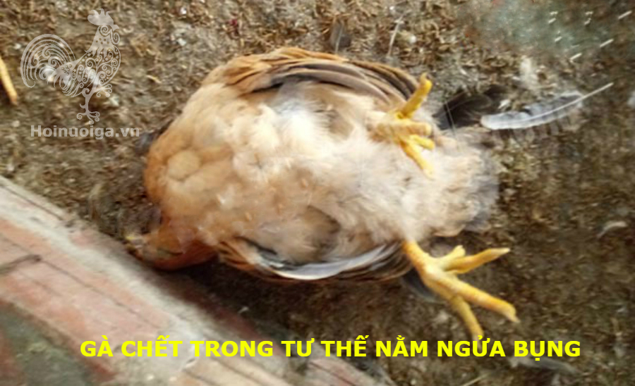 Bệnh ORT ( Bệnh Viêm Phổi ở Gà)