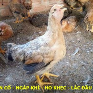 Bệnh ORT ( Bệnh Viêm Phổi ở Gà)