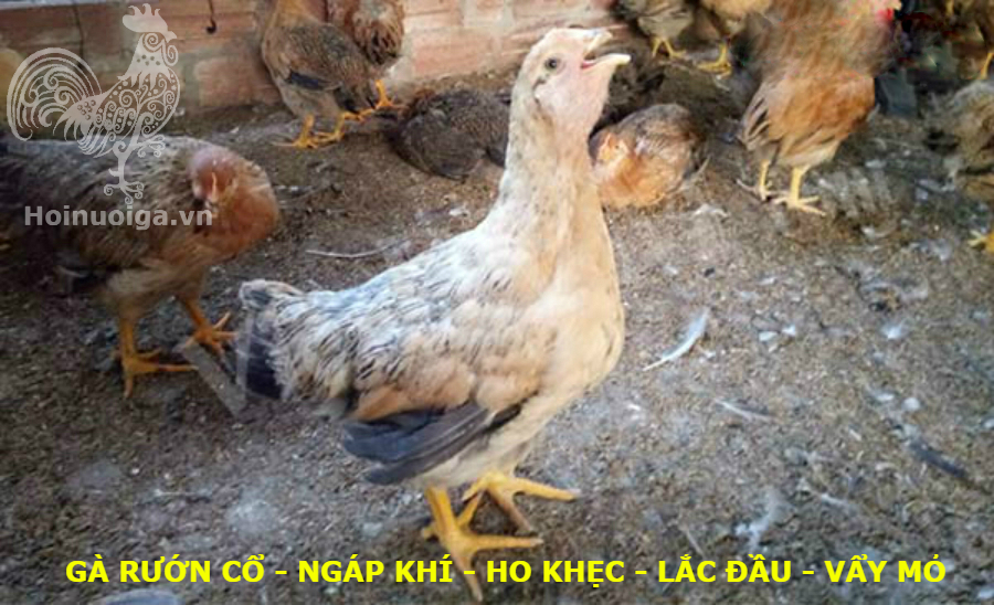 Bệnh ORT ( Bệnh Viêm Phổi ở Gà)