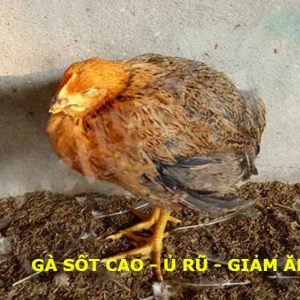 Bệnh ORT ( Bệnh Viêm Phổi ở Gà)