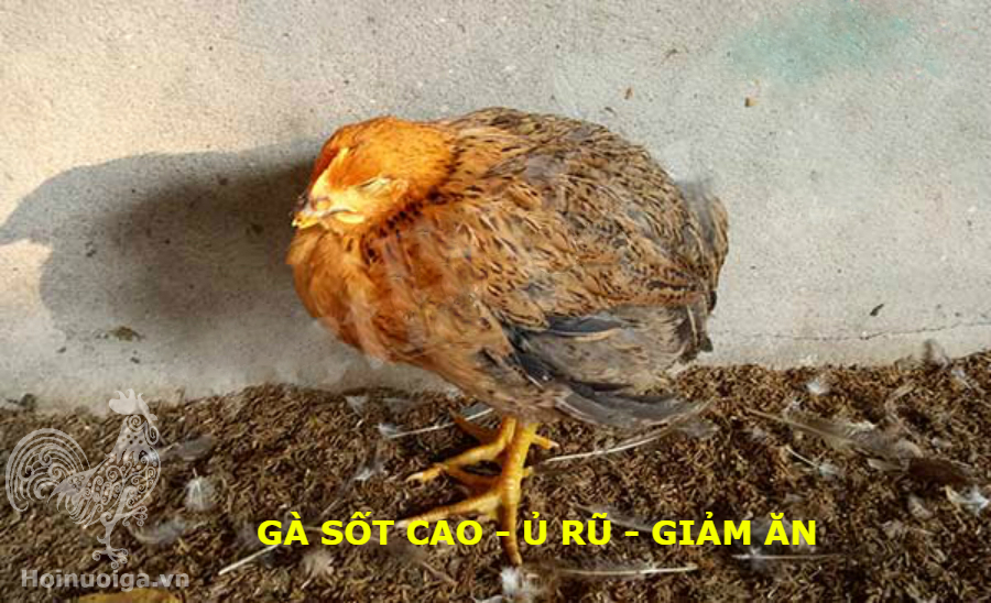 Bệnh ORT ( Bệnh Viêm Phổi ở Gà)
