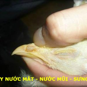 Bệnh ORT ( Bệnh Viêm Phổi ở Gà)